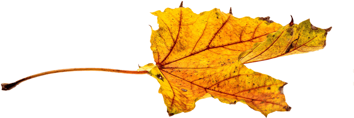 Autumn, Leaves, Leaf, Png, Transparent, Fall Color - Fall Leaves Transparent (960x640), Png Download