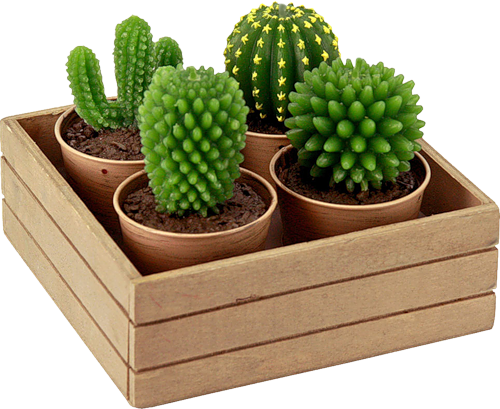 Cactus (500x409), Png Download