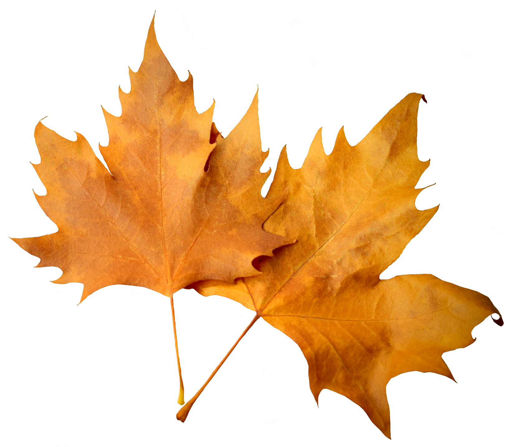 Fall Leaves Png Download - Transparent Background Fall Leaves Png (1650x1433), Png Download