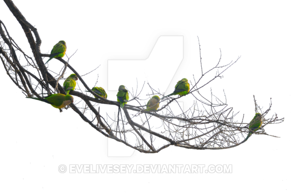 Bare Sidebar With Parrots By Evelivesey On - Bare Tree Branch Png (600x399), Png Download