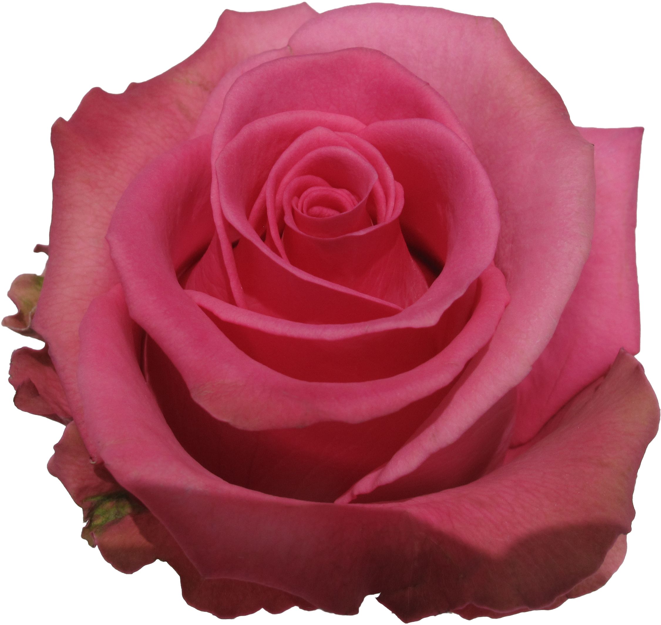 Rose Cotton Candy - Cotton Candy (3082x2312), Png Download