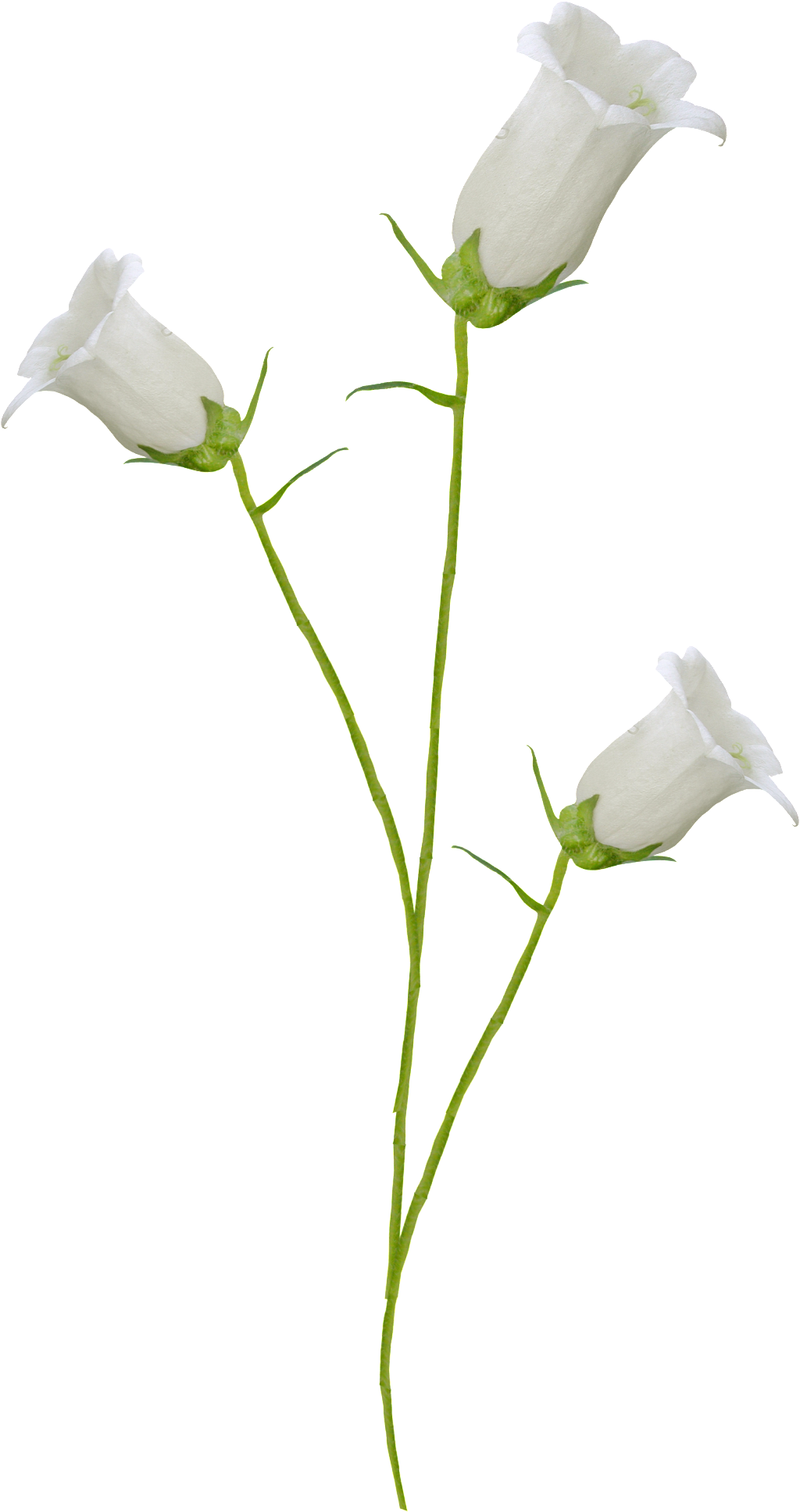 This Product Design Is White Trumpet Transparent About - Flower (1024x1935), Png Download