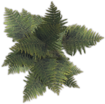 43 203k Fern01 A - Pond Pine (400x400), Png Download