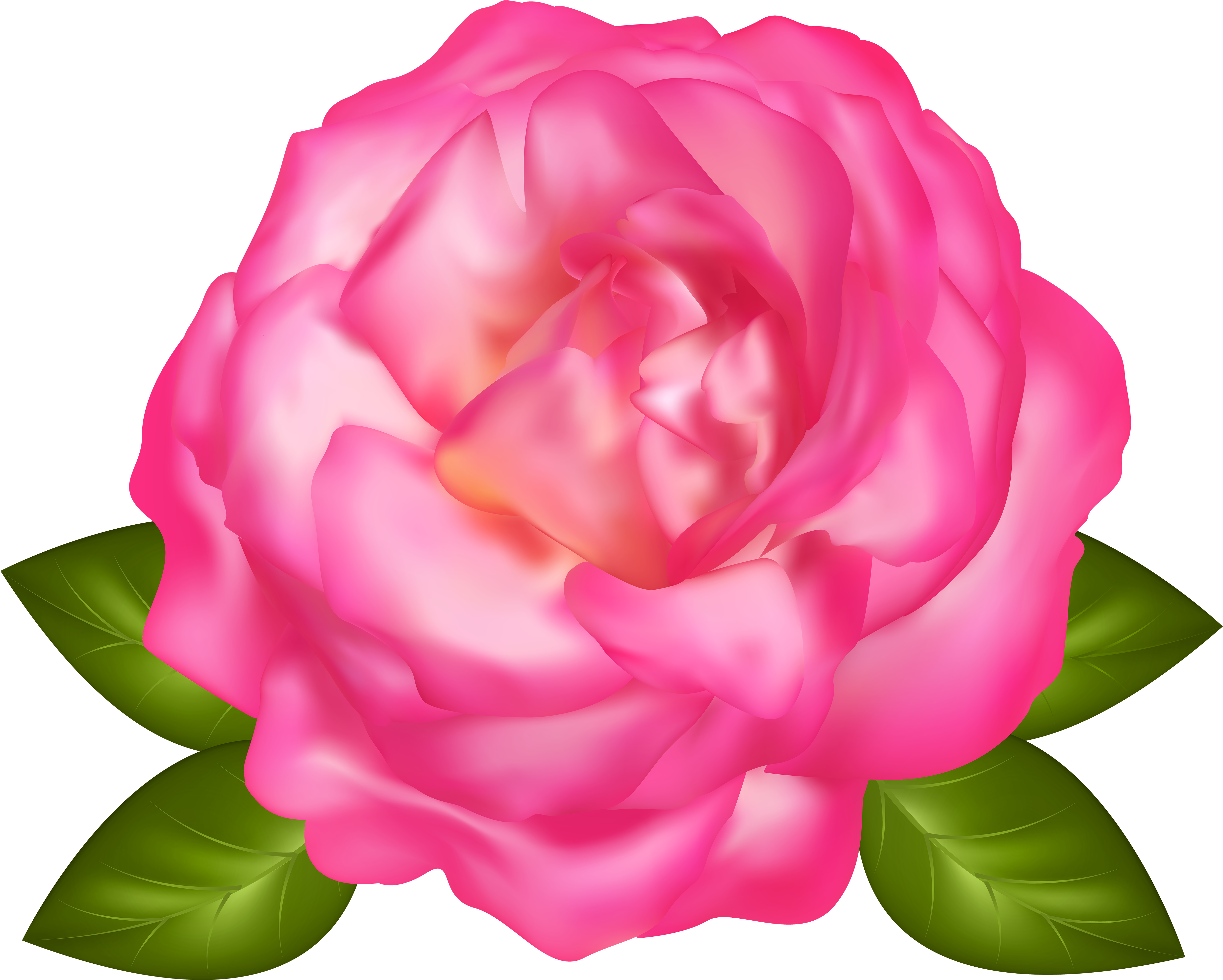 Beautiful Pink Rose Transparent Png Image - Rose (5000x4007), Png Download