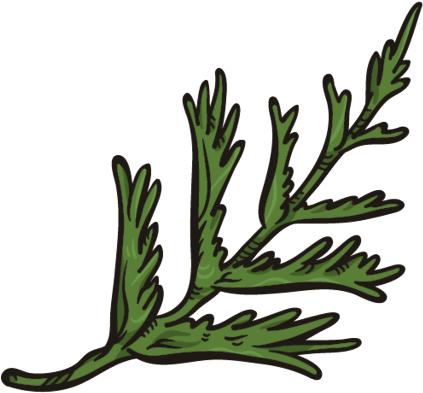 Coral Png Transparente Png Verde Oscuro - Portable Network Graphics (1024x1024), Png Download