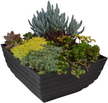 Succulent Plant (378x378), Png Download