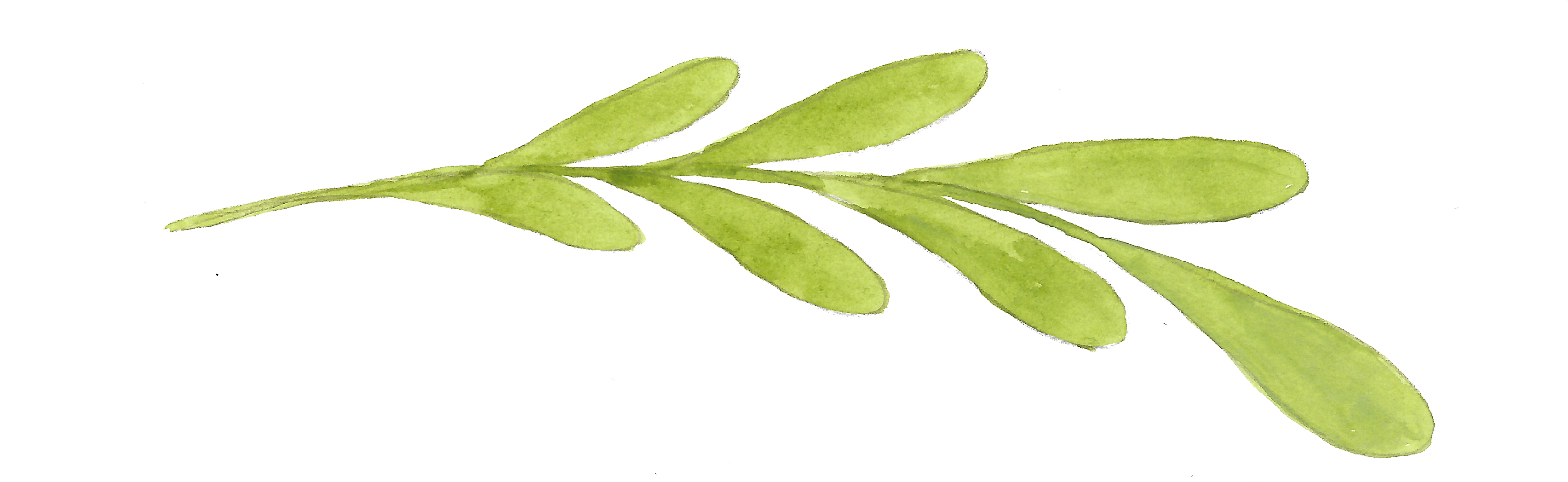 Common Peony (3528x1128), Png Download