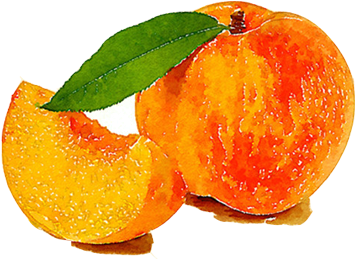 Watercolor Painting Drawing - ลูก พีช สี น้ำ (500x500), Png Download