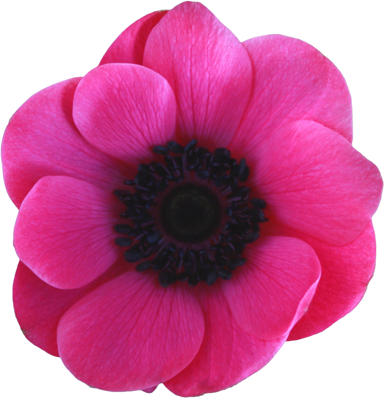 Transparent Svg Freeuse Download - Anemone Flower Transparent (1280x1323), Png Download