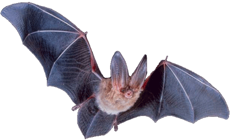 Bat Transparent Png Image - Bats By Sandra Markle (450x274), Png Download