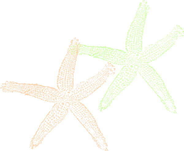 How To Set Use Double Starfish Clipart (600x493), Png Download