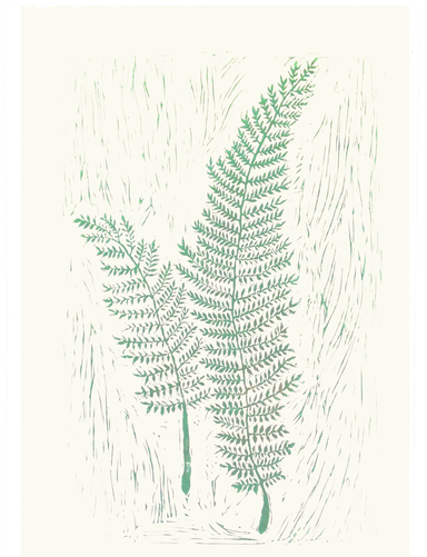 Dryopteris - Ostrich Fern (500x500), Png Download
