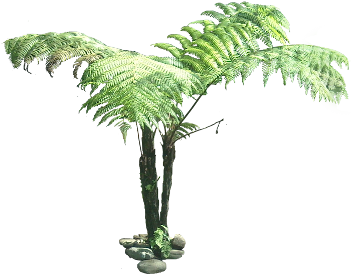 Transparent Fern Tree Clipart Library Download - Tree Fern Cut Out (700x546), Png Download