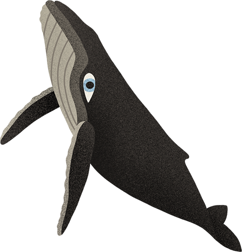 Killer Whale (500x520), Png Download