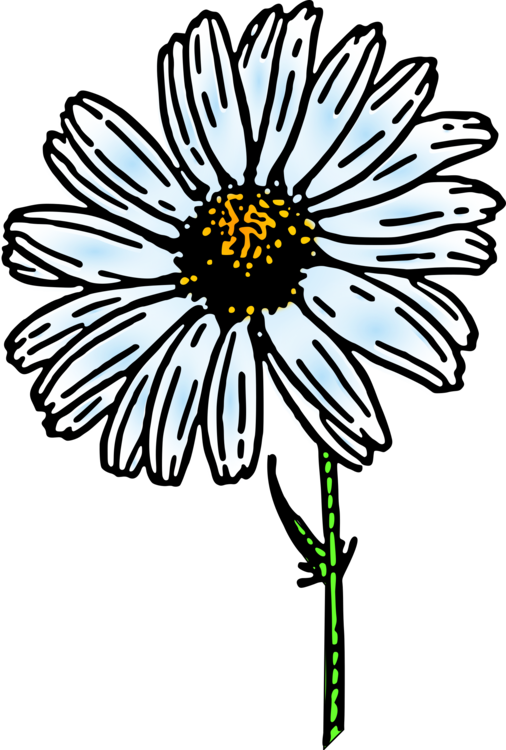 Vector Free Common Daisy Family Nature Story Free - Gerbera Daisy Png Clipart (506x750), Png Download