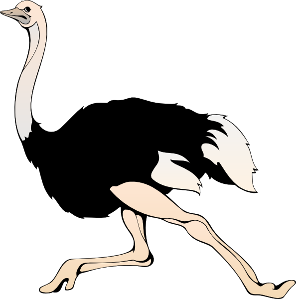 Running Ostrich Clip Art At Clker - Ostrich Clipart (594x600), Png Download