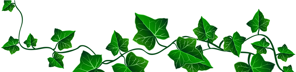 The Vine - Transparent Background Ivy Png (980x231), Png Download