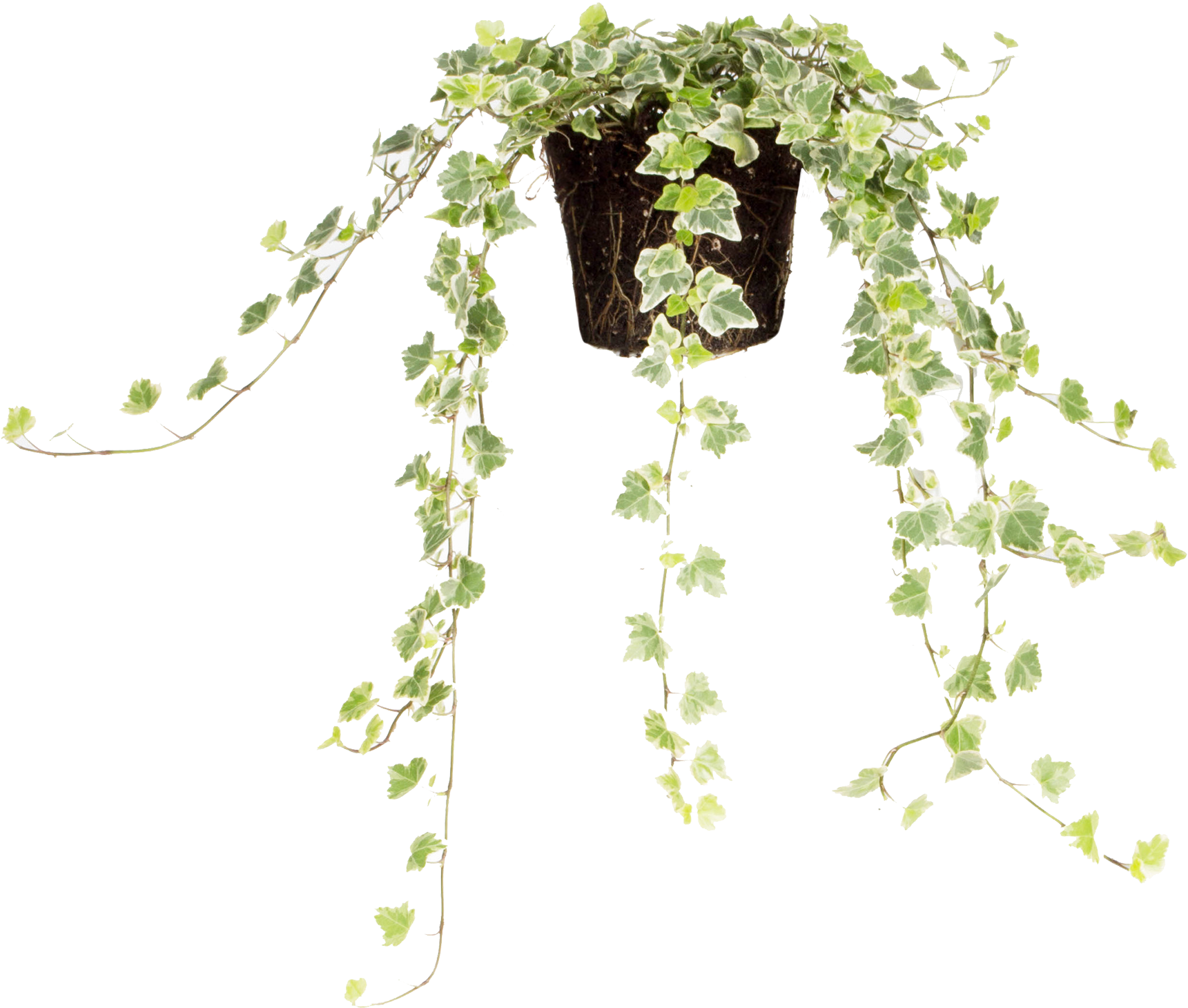 Hedera Helix White Wonder (3584x3116), Png Download
