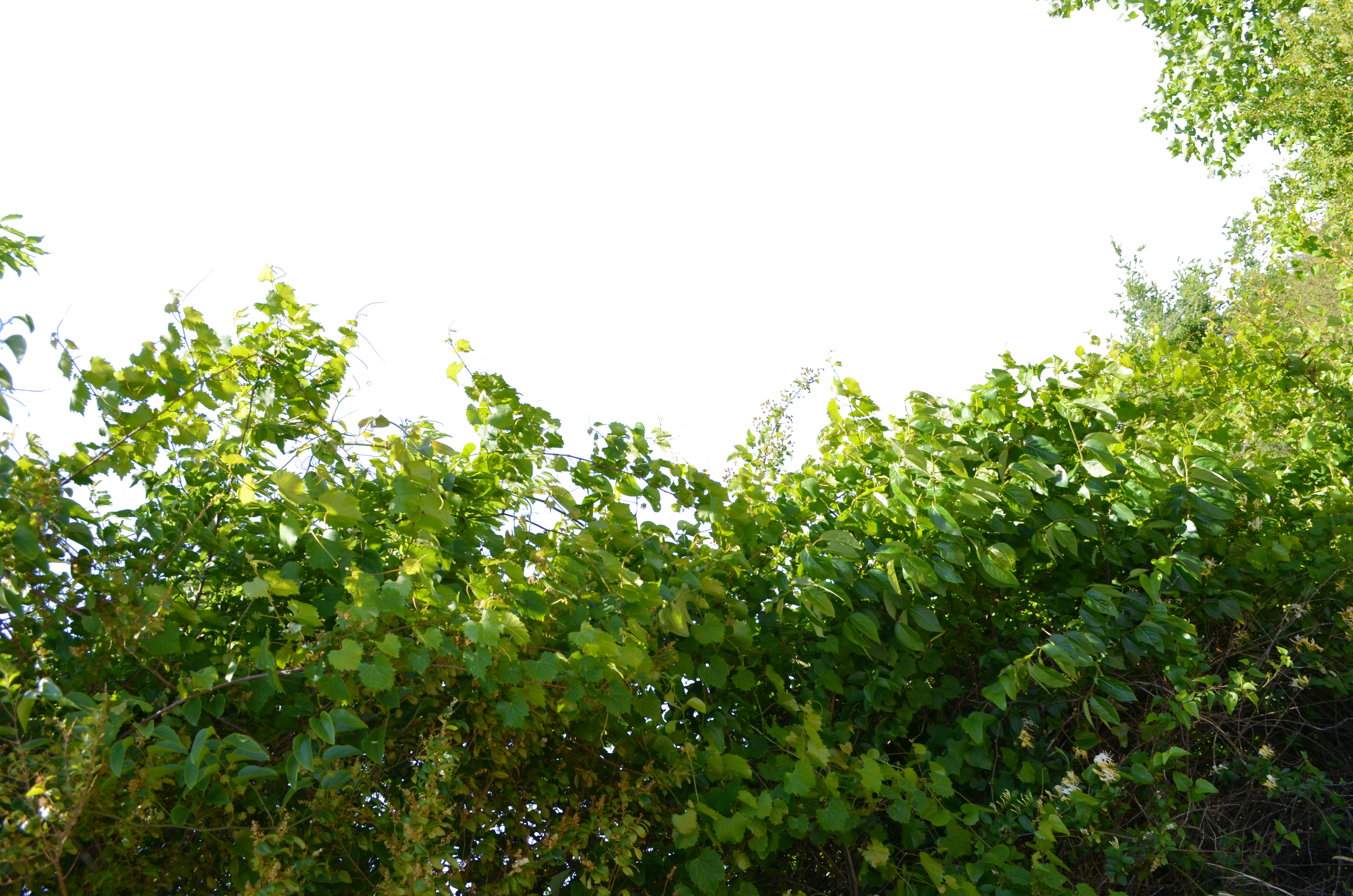 Tree Branch Deviantart Png (1098x727), Png Download