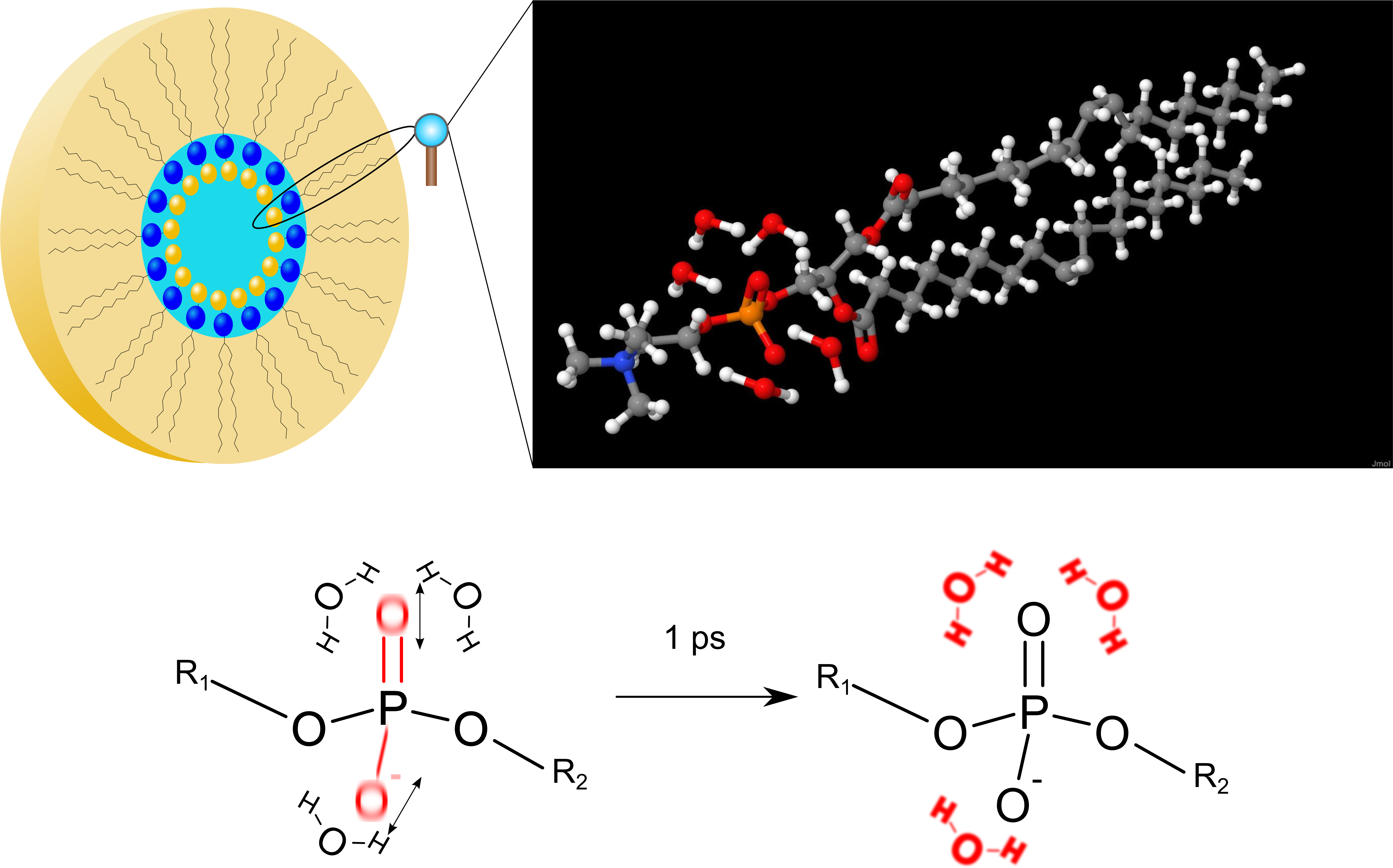 Phospholipids And Water Molecules (7410x4698), Png Download