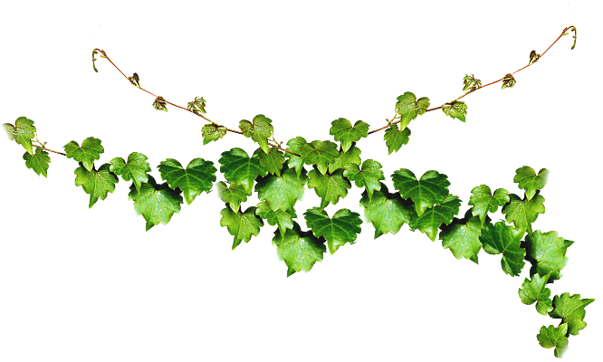 Free Vine Pngs - Hoa Dây Leo Png (800x800), Png Download