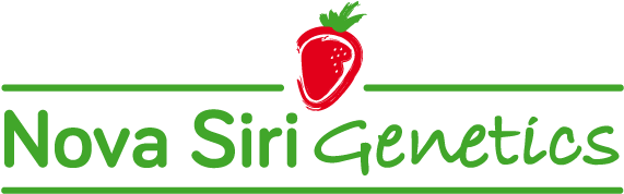 Nova Siri Genetics Investigación E Innovación En Variedades - You Know When1 Mug (600x200), Png Download