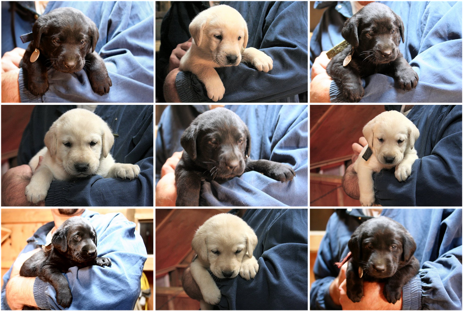 Pooping In The Food Dish Check - Companion Dog (1600x1074), Png Download