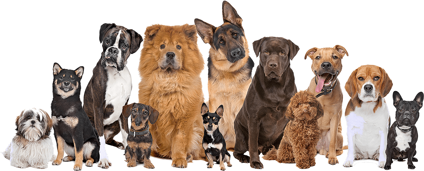Dog Owners - Dog Family (845x321), Png Download