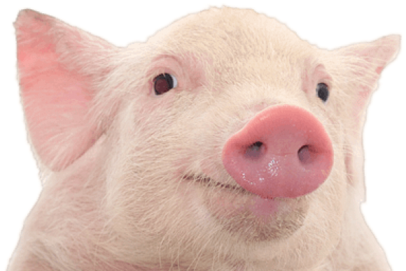 Pig Png Free Download - Pig Png (600x387), Png Download