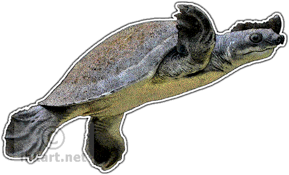 Fly River Turtle Decal - Pig Nosed Turtle Png (590x358), Png Download