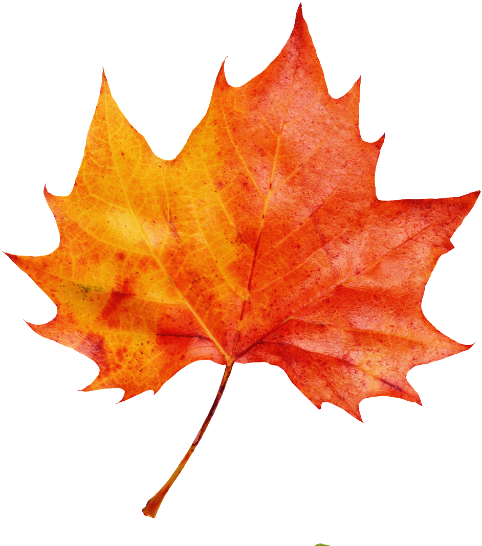 A Red Maple Leaf Transparent Decorative - Autumn Leaf (1024x1089), Png Download