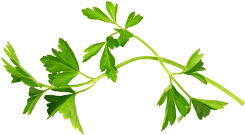 Insights Keeping Us In Front Of Emerging Food Trends, - Parsley (469x335), Png Download