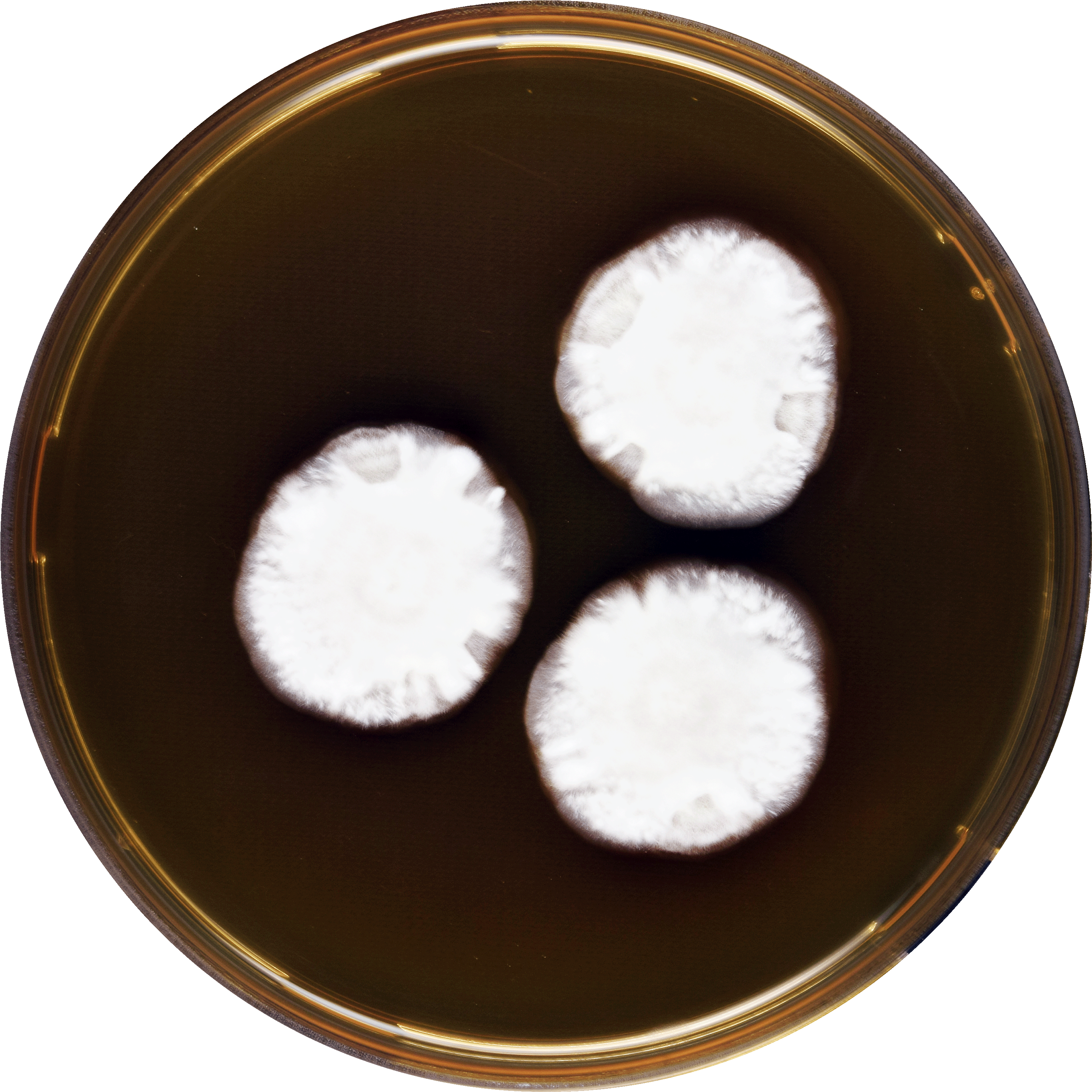 Aspergillus Anthodesmis Meaox - Dish (3000x3000), Png Download