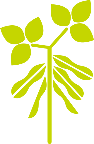 Soybean Pg - Soybean (321x490), Png Download