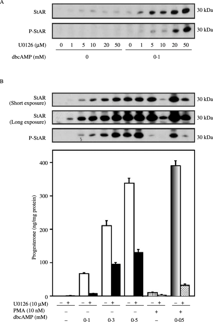 Effect Of U0126 On Pma And Dbcamp Stimulated Star, - Massachusetts (850x1286), Png Download