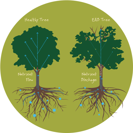 Thinning Of The Tree's Crown - Ash Tree (650x550), Png Download