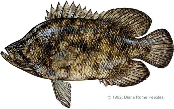 Lobotidae Family - Triple Tail Fish Gulf Of Mexico (720x458), Png Download