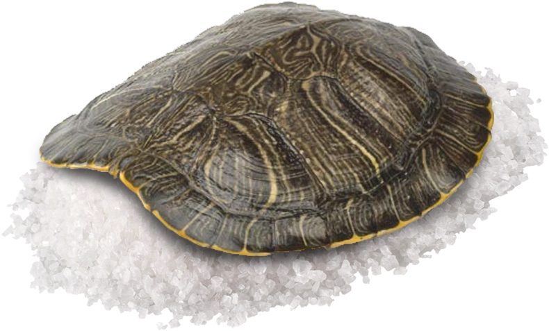 Salted Turtle Salt Turtle - Pseudemys Concinna Concinna (800x492), Png Download