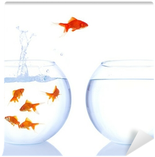 Goldfish Jumping Animated Gif (400x400), Png Download