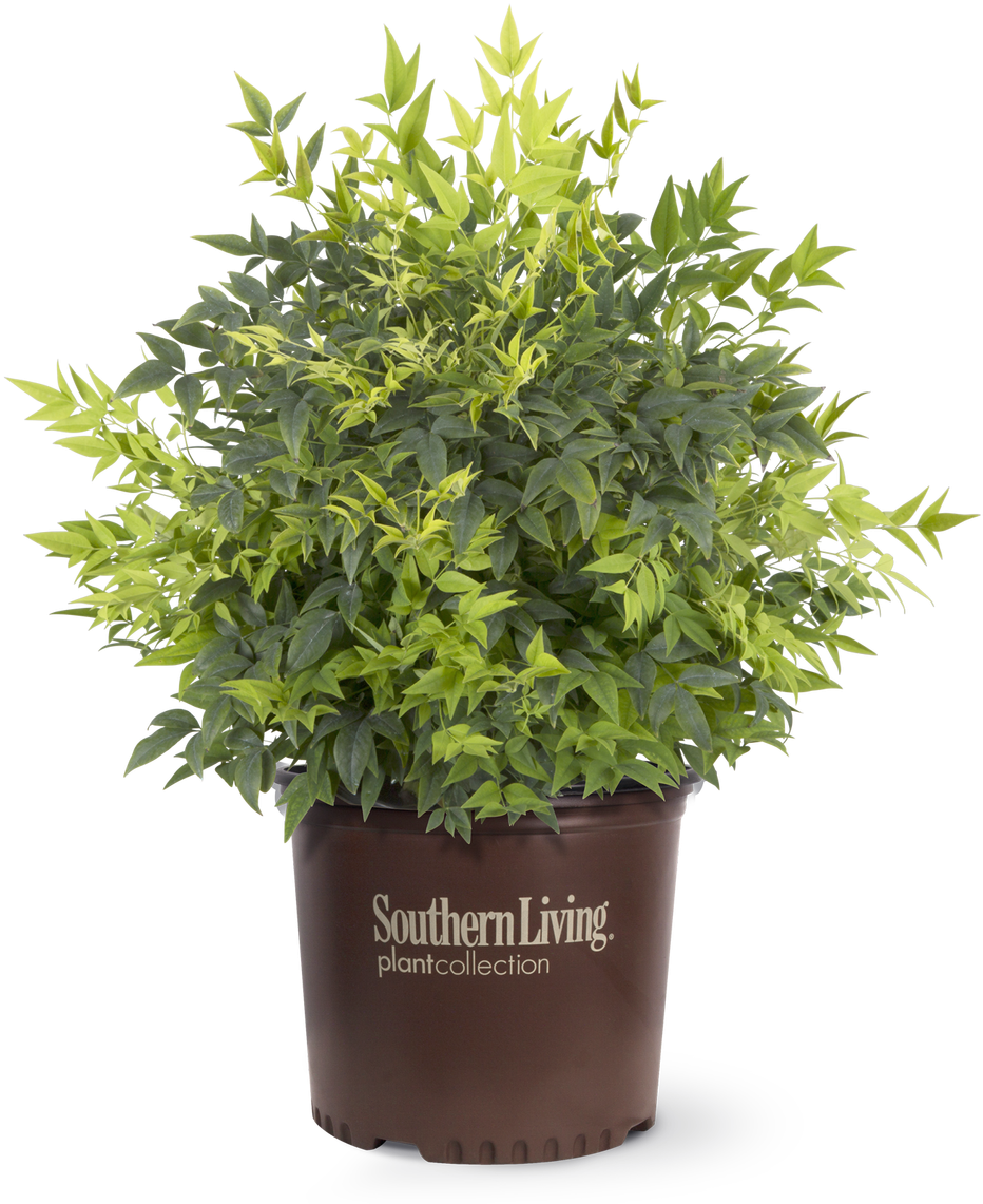 Lemon Lime Nandina In Branded Pot - Southern Living Nandina Lemon Lime (1280x1280), Png Download