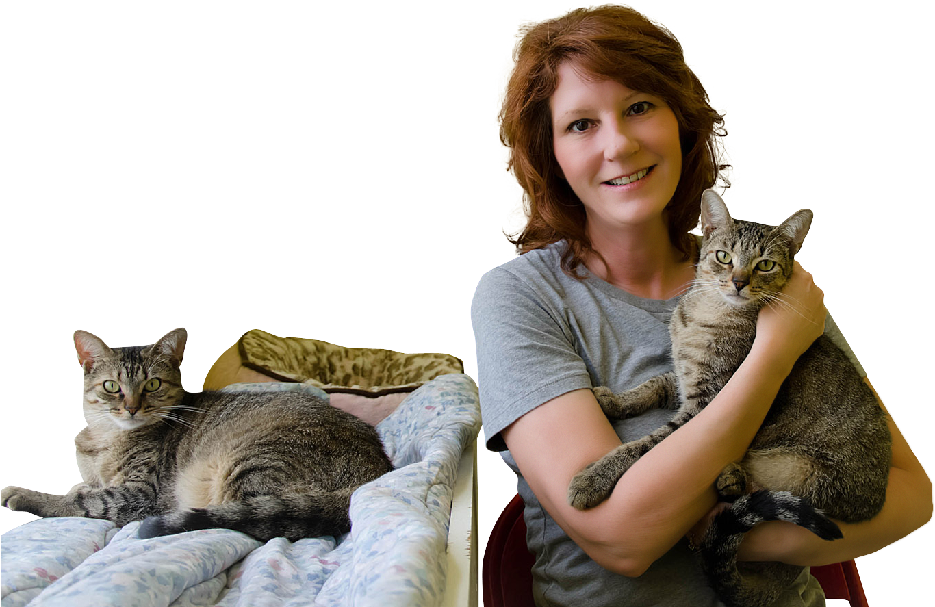 Pet Sitting Visits - Domestic Short-haired Cat (1444x963), Png Download
