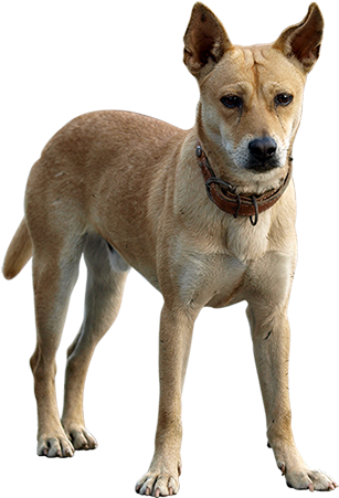 People Png, Animal Cutouts, Photoshopped Animals, Like - Indian Dog Png (450x450), Png Download