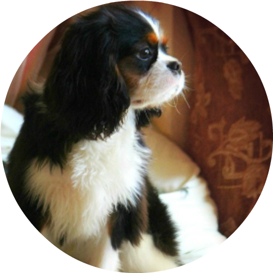 Cavalier King Charles Spaniel (543x550), Png Download