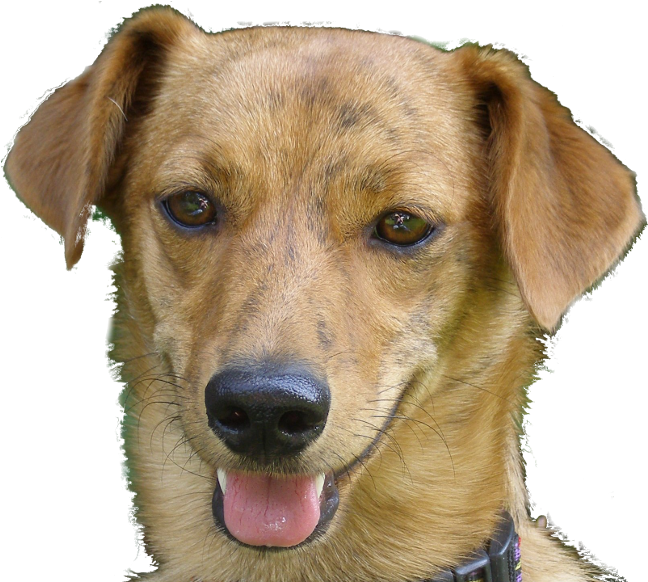 Abby Transparent Big - Always Home Pet Services (700x609), Png Download