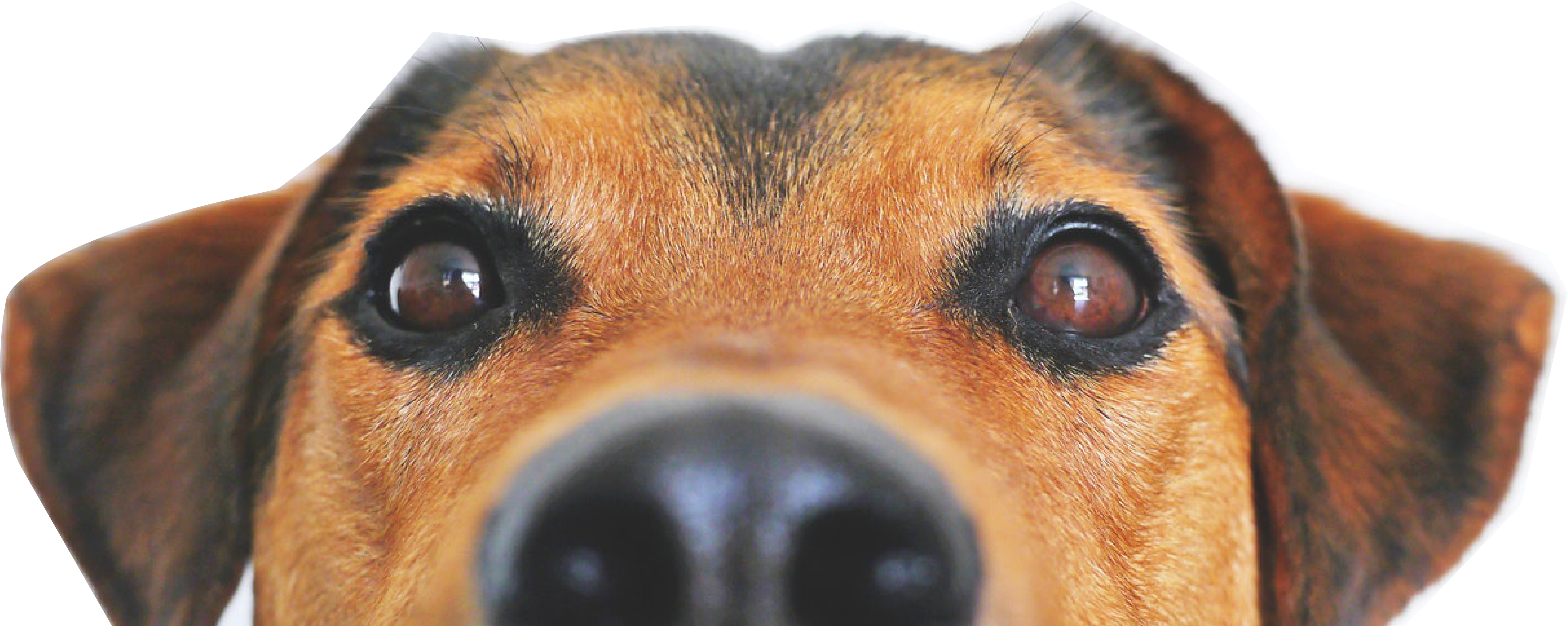 Have Questions, Need Info, Ready To Schedule A Consultation - Cute Dogs With A White Back Ground (3704x2469), Png Download