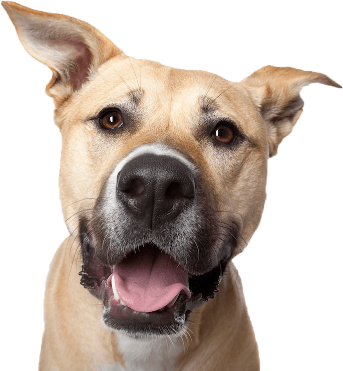 Dog Smile600png2017 12 042017 12 04http - Dog Face Photography (700x747), Png Download