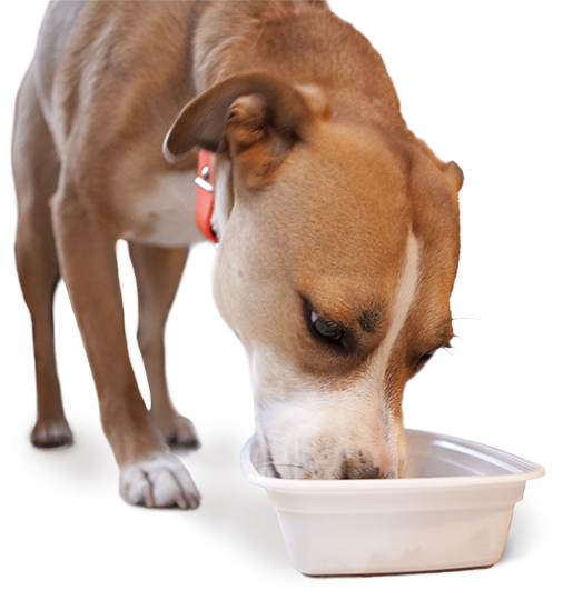 Appetite Stimulant For Dogs - Dog Eating Png (506x540), Png Download
