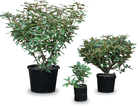 Clear Cut Plants - Rhododendron Plant Png (450x345), Png Download