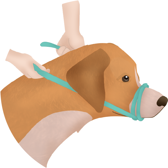 Dog First Aid Training Courses - Dog Improvised Muzzle (864x865), Png Download