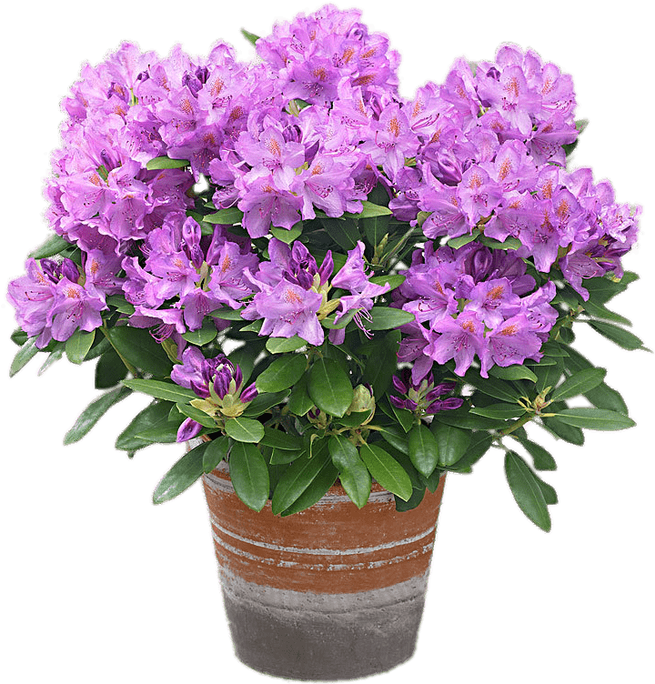 Mauve Rhododendron In A Pot - Rhododendron Grandiflorum Delivery Height 40-45cm Pot (748x784), Png Download
